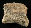 Partial Hadrosaur Caudal Vertebrae (Tail Bone) #15277-1